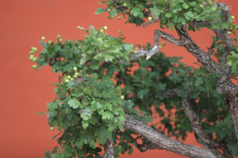 image Espino majuelo (Crataegus monogyna)