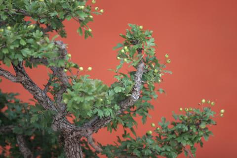 image Espino majuelo (Crataegus monogyna)