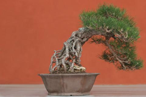 image Pino negro japonés (Pinus thunbergii)
