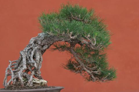 image Pino negro japonés (Pinus thunbergii)