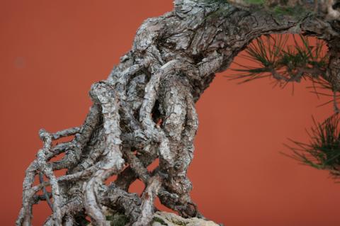 image Pino negro japonés (Pinus thunbergii)