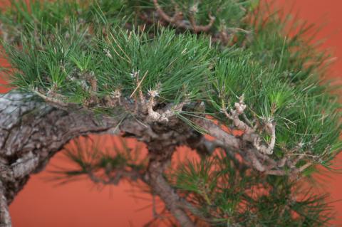 image Pino negro japonés (Pinus thunbergii)