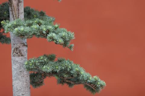 image Cedro del Atlas (Cedrus atlantica)