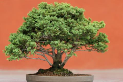 image Falso abeto de Siberia (Picea jezoensis)