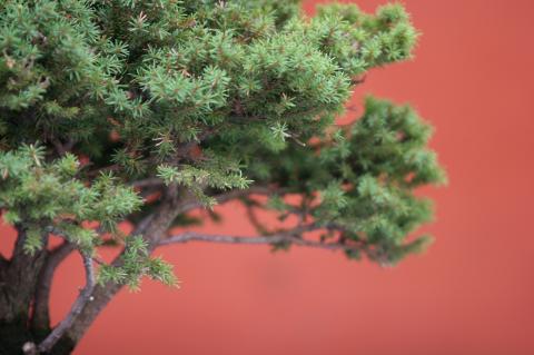 image Falso abeto de Siberia (Picea jezoensis)