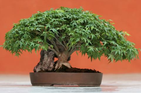 image Arce palmado japonés - Kashima (Acer palmatun)