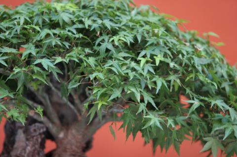 image Arce palmado japonés - Kashima (Acer palmatun)