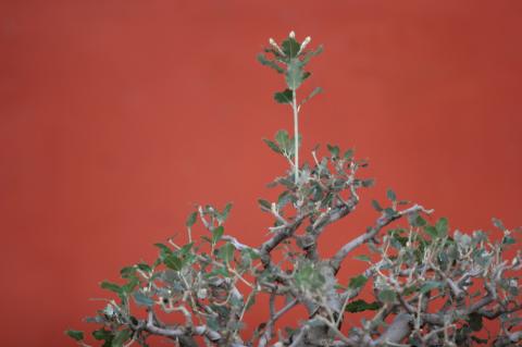 image Encina (Quercus ilex)