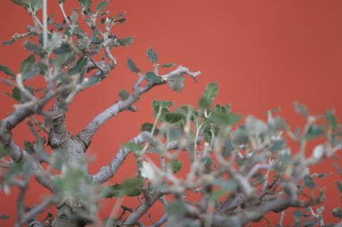 image Encina (Quercus ilex)