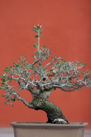 image Encina (Quercus ilex)