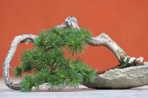 image Pino silvestre (Pinus silvestris)
