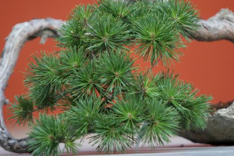 image Pino silvestre (Pinus silvestris)