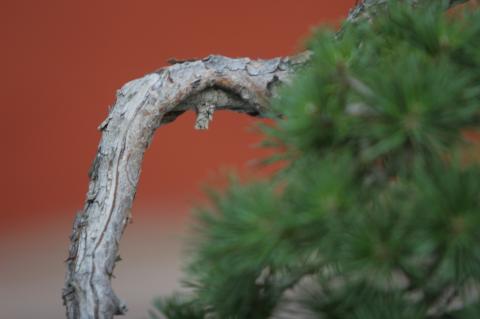 image Pino silvestre (Pinus silvestris)