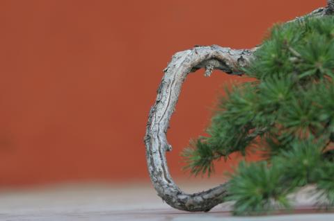 image Pino silvestre (Pinus silvestris)