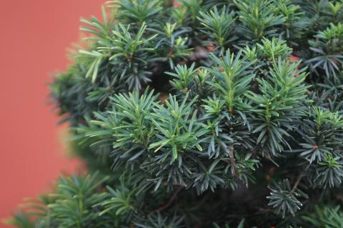 image Tejo (Taxus baccata)
