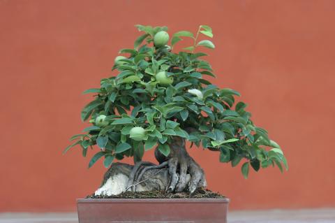 image Membrillero de China (Pseudocydonia sinensis)