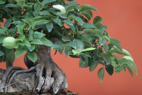 image Membrillero de China (Pseudocydonia sinensis)