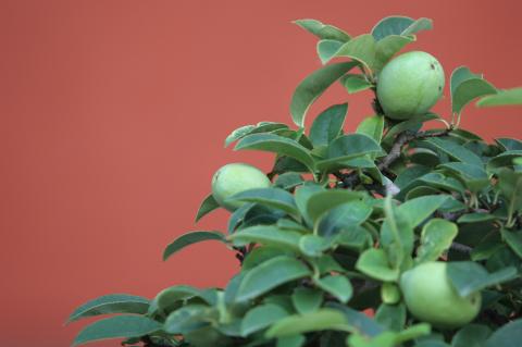 image Membrillero de China (Pseudocydonia sinensis)