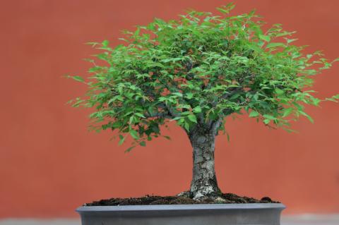 image Olmo del Cáucaso (Zelkova carpinifolia)