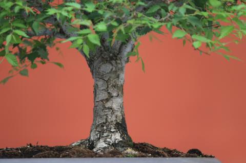 image Olmo del Cáucaso (Zelkova carpinifolia)