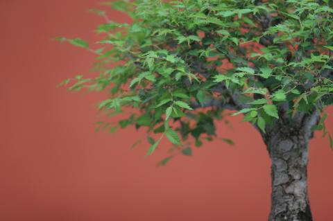 image Olmo del Cáucaso (Zelkova carpinifolia)