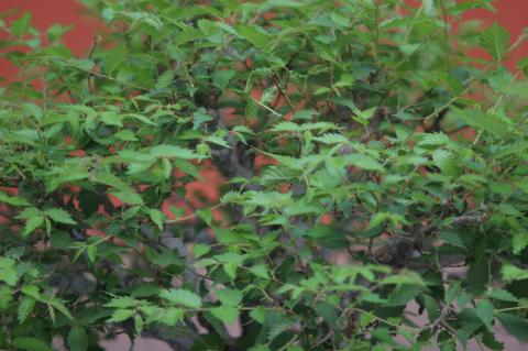 image Olmo del Cáucaso (Zelkova carpinifolia)