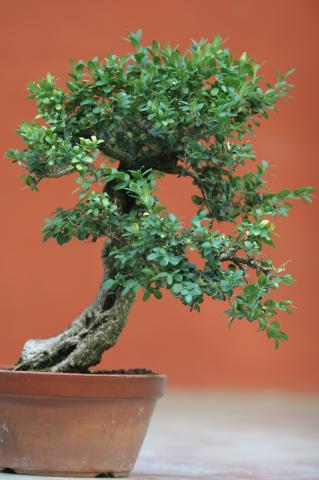 image Boj (Buxus sempervirens)