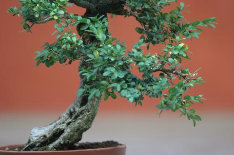image Boj (Buxus sempervirens)