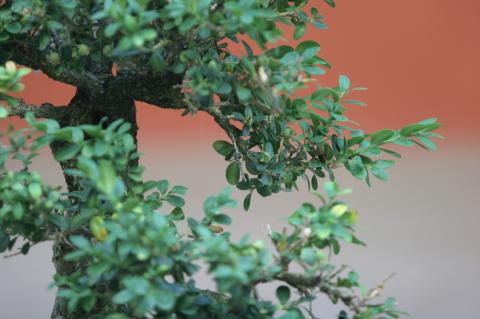 image Boj (Buxus sempervirens)