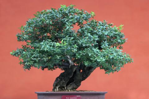 image Boj (Buxus sempervirens)