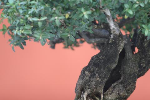 image Boj (Buxus sempervirens)
