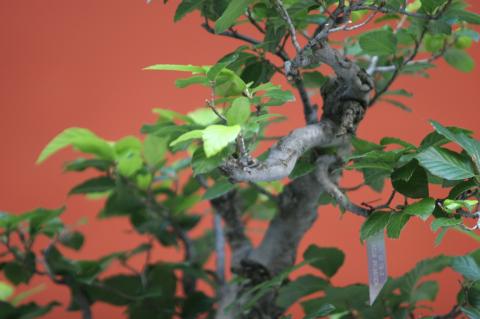 image Zelkova japonesa (Zelkova serrata)