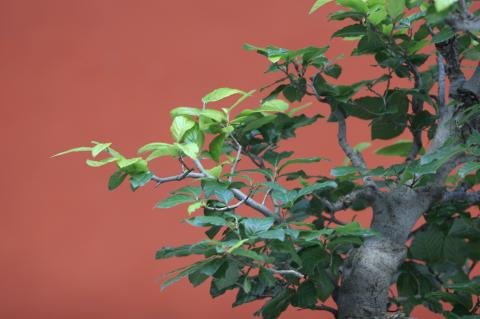 image Zelkova japonesa (Zelkova serrata)