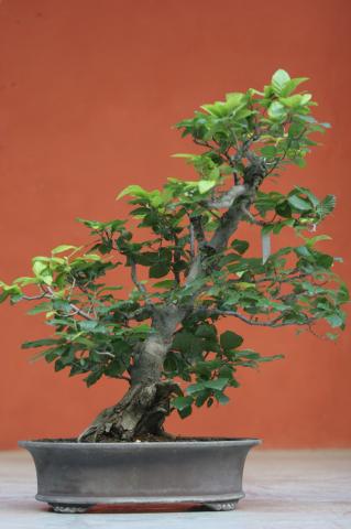 image Zelkova japonesa (Zelkova serrata)