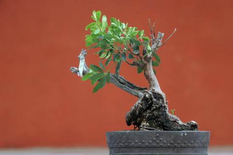 image Haya (Fagus silvatica)