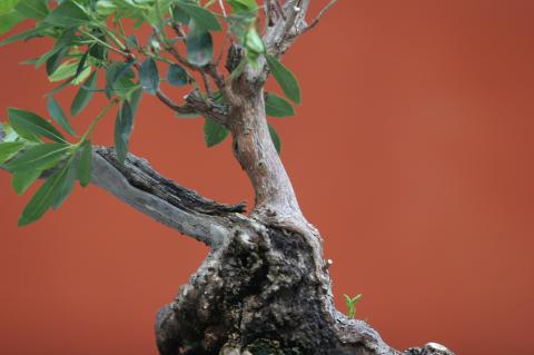 image Haya (Fagus silvatica)