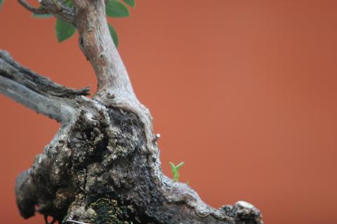 image Haya (Fagus silvatica)