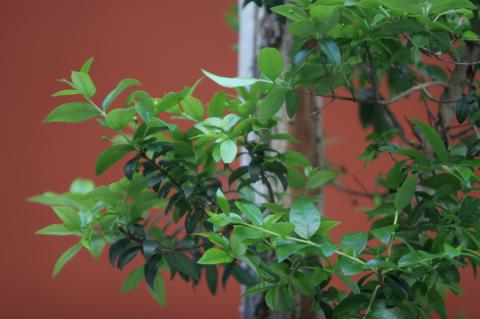 image Mirto (Myrtus communis)