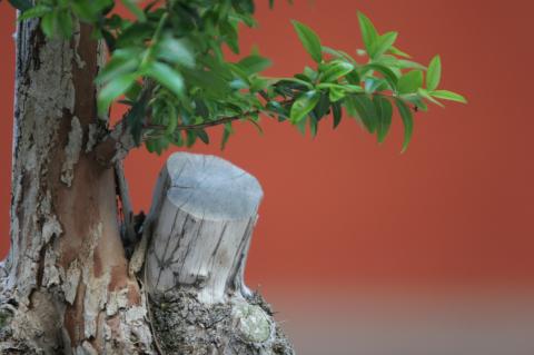 image Mirto (Myrtus communis)