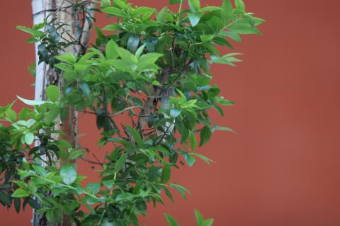 image Mirto (Myrtus communis)