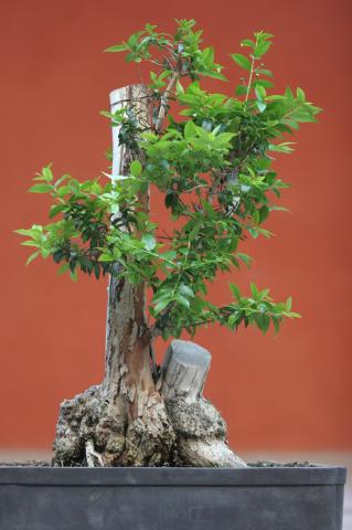 image Mirto (Myrtus communis)