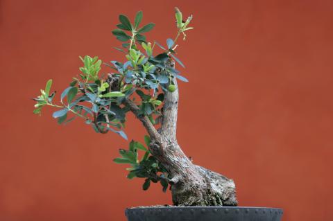 image Madroño (Arbutus unedo)