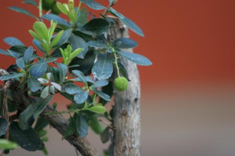 image Madroño (Arbutus unedo)