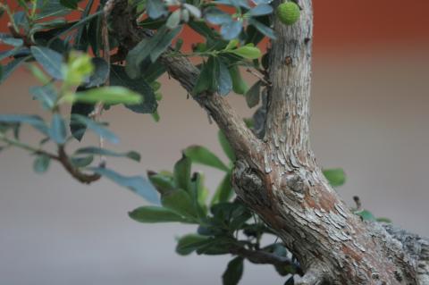 image Madroño (Arbutus unedo)