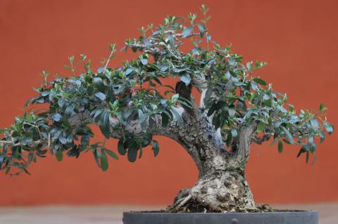 image Madroño (Arbutus unedo)