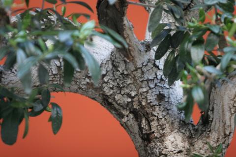 image Madroño (Arbutus unedo)