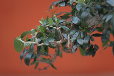 image Madroño (Arbutus unedo)