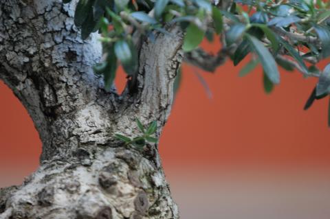 image Madroño (Arbutus unedo)