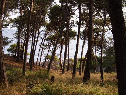 image Bosque cerca de las Calas de Palamós, Girona