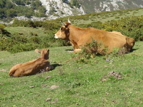 image Vaca con un ternero, Cangas de Onís, Asturias
